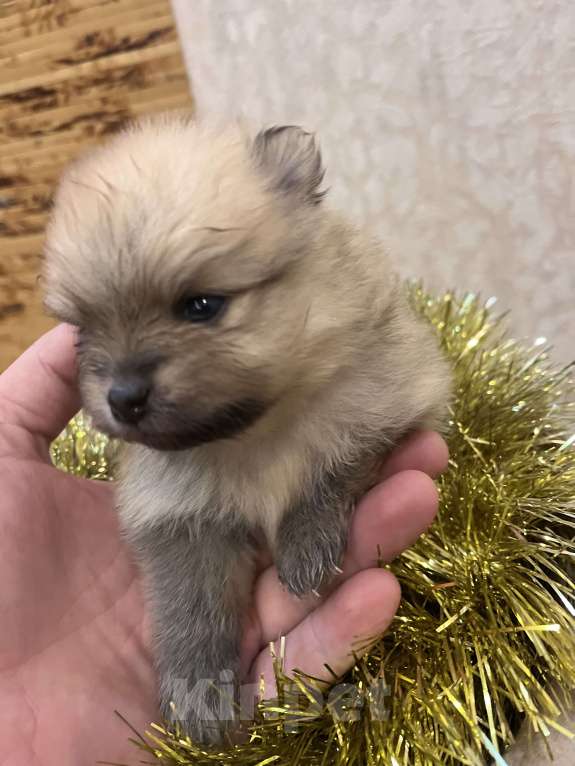 Собаки в Сургуте: НЕМЕЦКИЙ ШПИЦ  Девочка, 35 000 руб. - фото 4