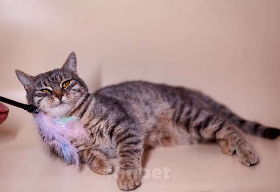 Кошки в Москве: Вита и Носик - два котика попугайчика-неразлучника Девочка, Бесплатно - фото 3