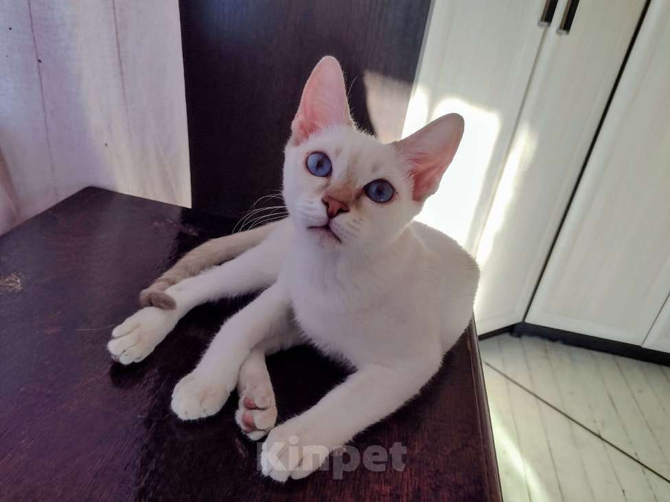 Кошки в Москве: Тайский котенок Мальчик, 35 000 руб. - фото 2