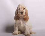 Собаки в Солнечногорске: Щенки Английского кокер-спаниеля Мальчик, 60 000 руб. - фото 7