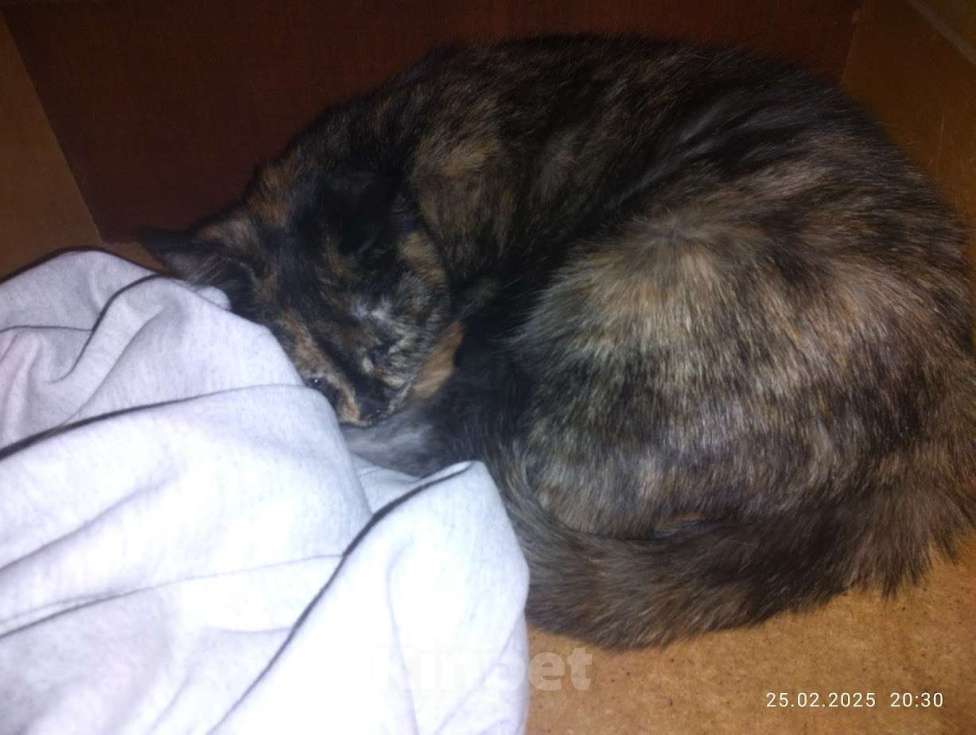 Кошки в Казани: Тигра Девочка, Бесплатно - фото 2