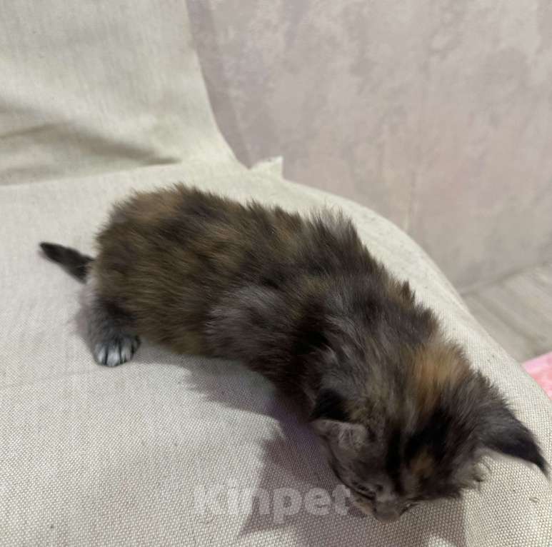 Кошки в Екатеринбурге: Мейн-кун мраморная Девочка, 15 000 руб. - фото 4