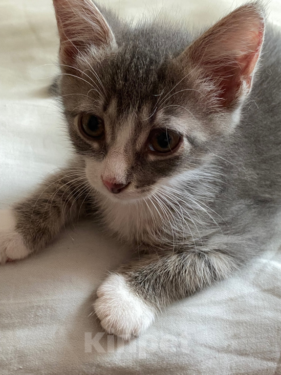 Кошки в Нижнем Новгороде: Котенок в добрые руки Девочка, Бесплатно - фото 5