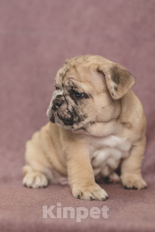 Собаки в Москве: Плюшевый малыш французский бульдог  Мальчик, 150 000 руб. - фото 7