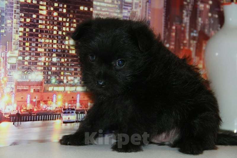 Собаки в Тосно: Щенки от любви цвергшнауцера и шпица. Девочка, 10 000 руб. - фото 5