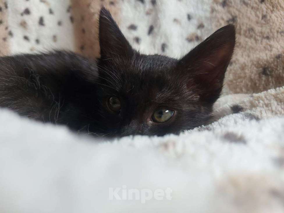 Кошки в Москве: Нежная кошечка Ночка 1,5 месяца ищет дом Девочка, Бесплатно - фото 5