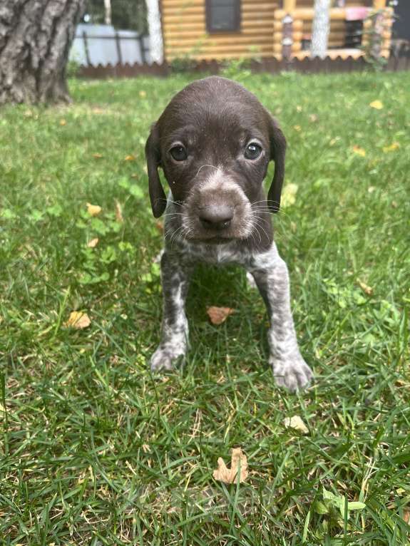 Собаки в других городах Московской области: Щенки куцхара Мальчик, 10 000 руб. - фото 7