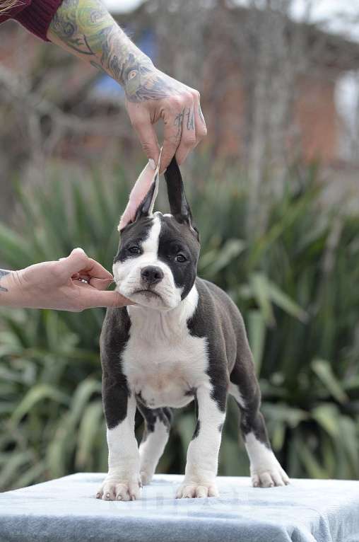 Собаки в Краснодаре: Кобель ам стаффа РКФ Мальчик, 80 000 руб. - фото 3