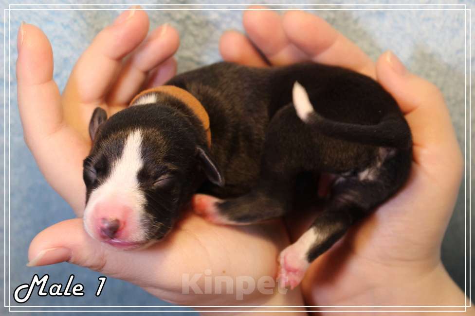 Собаки в Москве: Роскошный щенок уиппета. Мальчик, Бесплатно - фото 4