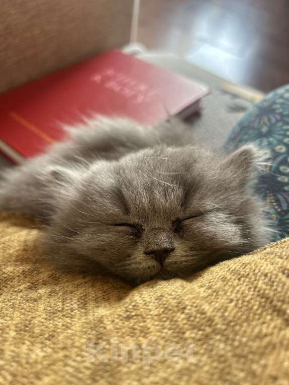 Кошки в Санкт-Петербурге: Котенок  Мальчик, 10 000 руб. - фото 4