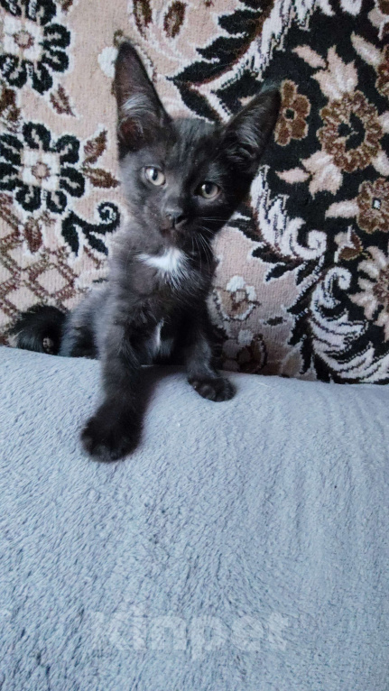 Кошки в Самаре: Чёрный котёнок в добрые руки Мальчик, Бесплатно - фото 2