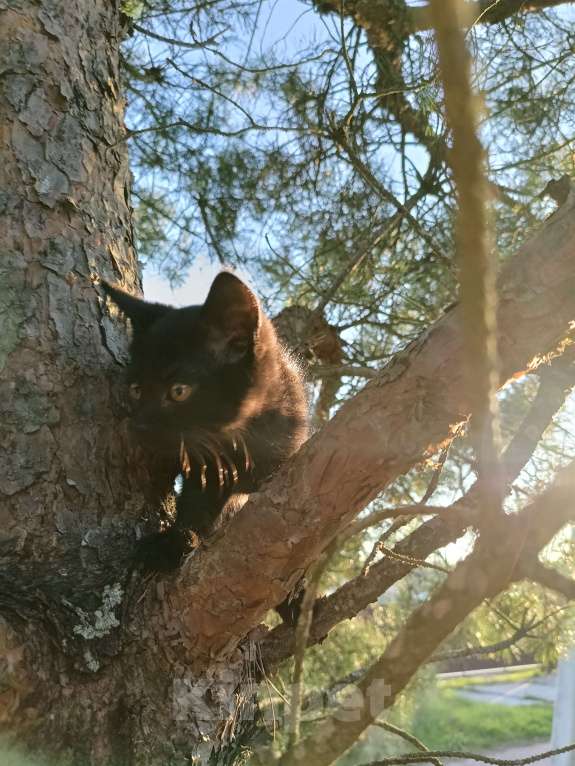 Кошки в других городах Ленинградской области: Чародейка бурая &quot;шоколад&quot; Девочка, Бесплатно - фото 2