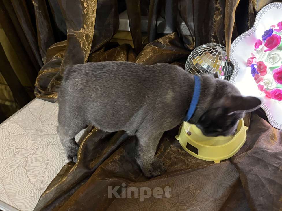 Собаки в Москве: Французский бульдог щенок Мальчик, 55 000 руб. - фото 2