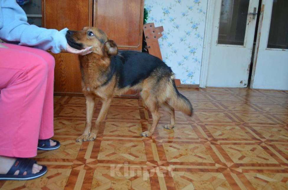Собаки в Москве: ДЕВОЧКА Девочка, Бесплатно - фото 3