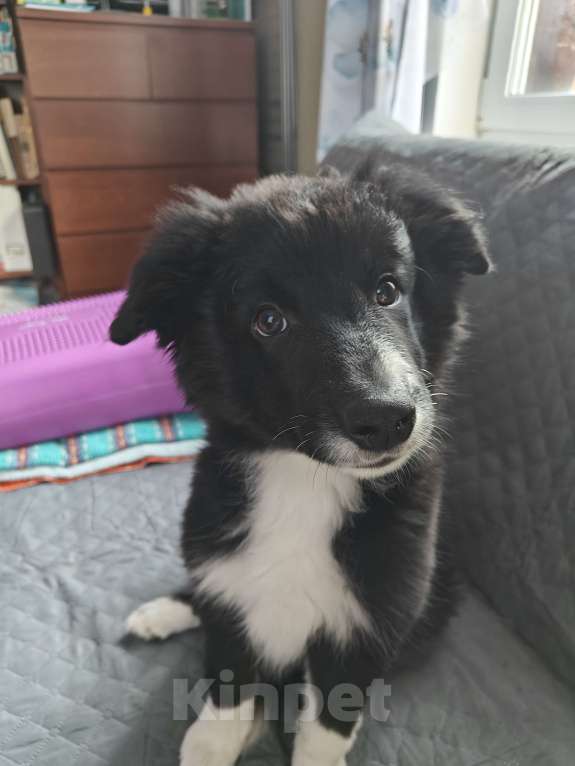 Собаки в Новосибирске: щенки Бордер Колли Мальчик, Бесплатно - фото 5