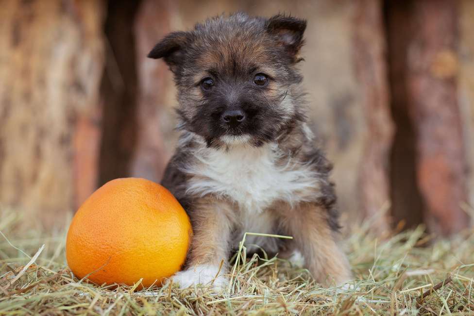 Собаки в Москве: щенок мелкаш Мимоза в добрые руки Девочка, Бесплатно - фото 1