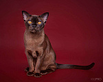 Кошки в Москве: Бурманский котик Мальчик, 50 000 руб. - фото 2