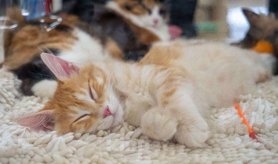 Кошки в Москве: Сердоликовая кошечка курильский бобтейл Девочка, 50 000 руб. - фото 2