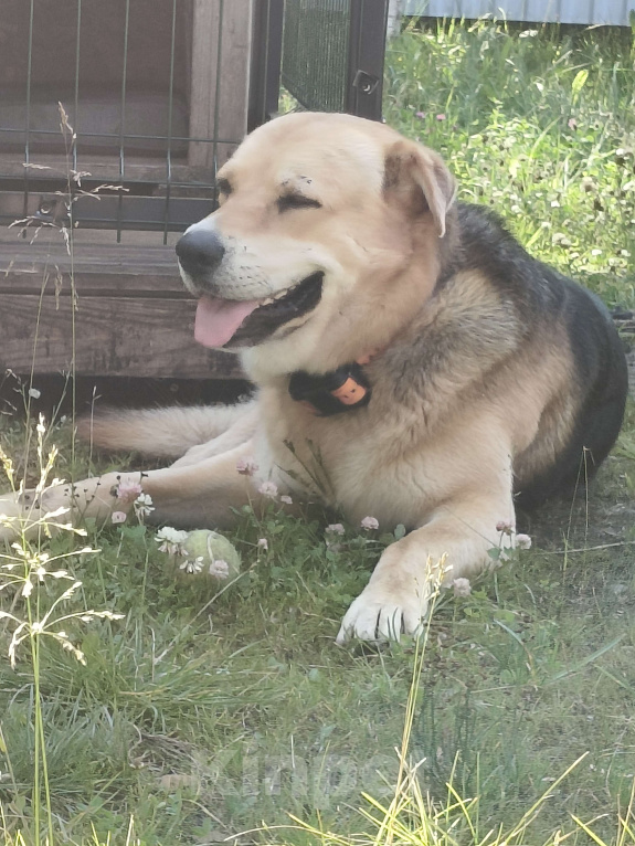 Собаки в других городах Ленинградской области: Пропал Тяпа. Мальчик, 5 000 руб. - фото 3