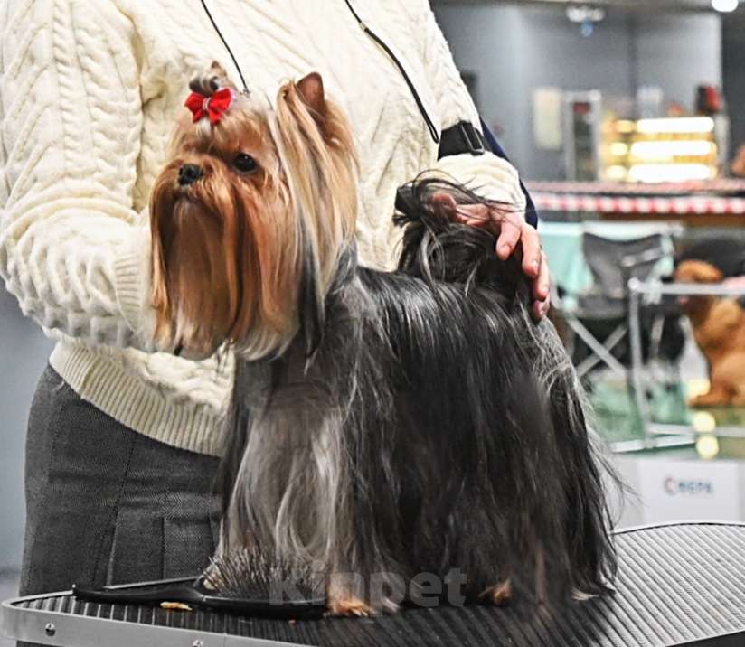 Собаки в Москве: Молодой мальчик для вязки. Мальчик, Бесплатно - фото 3