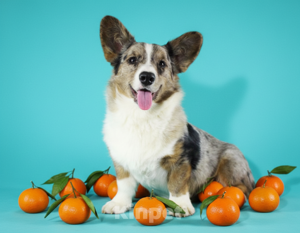 Собаки в Москве: Корги мраморный мальчик  Мальчик, 40 000 руб. - фото 2