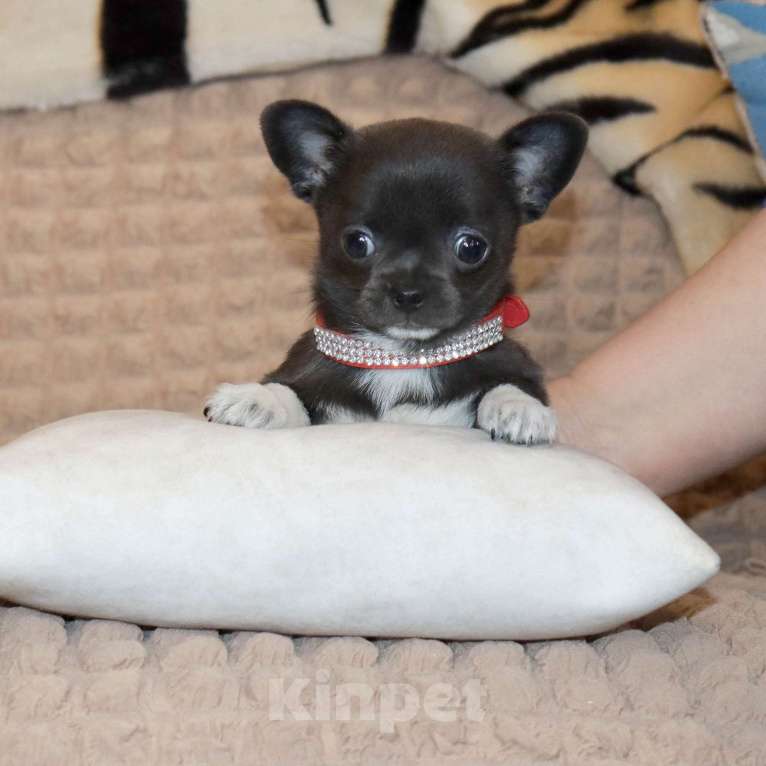 Собаки в Москве: Голубая чихуахуа💎👍🌸 Девочка, 75 000 руб. - фото 1