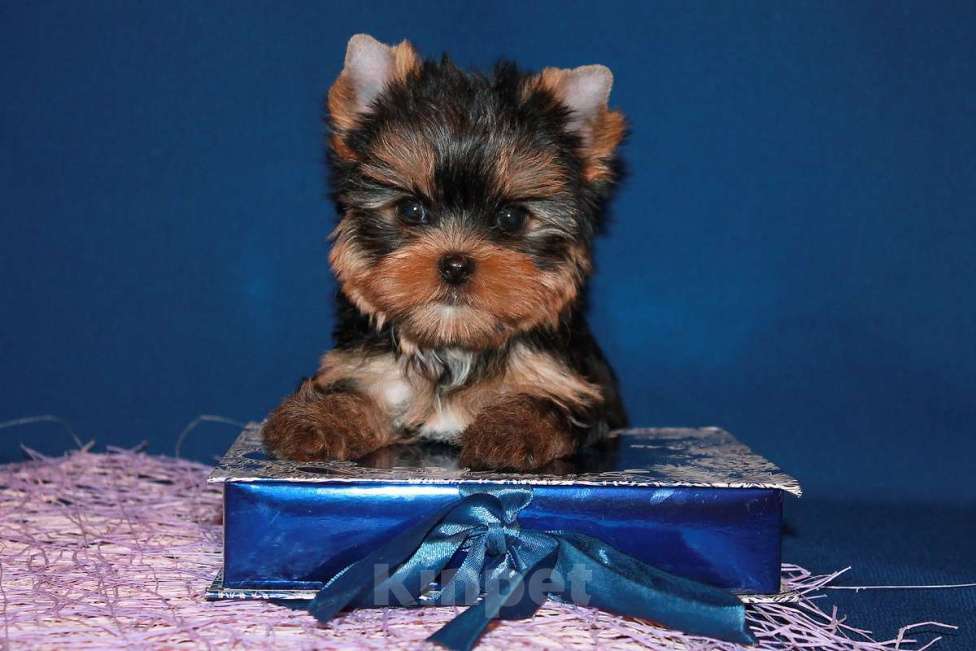 Собаки в Москве: Мальчик, мелкий стандарт, Блейк. Мальчик, 80 000 руб. - фото 3