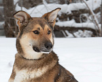 Собаки в Москве: Лисичка Цири ищет дом, 3 года  Девочка, Бесплатно - фото 5
