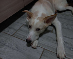 Собаки в Химках: Одам щенка 9 месяцев Мальчик, 1 руб. - фото 1
