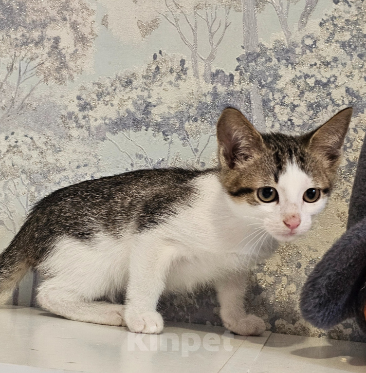 Кошки в Москве: Котята в добрые руки Мальчик, Бесплатно - фото 9