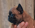 Собаки в Москве: Щенки французского бульдога Разнополые, 45 000 руб. - фото 5