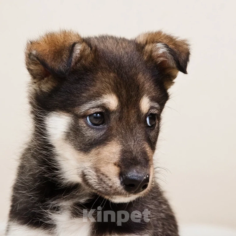 Собаки в Лосином-Петровском: Мокко в добрые руки Мальчик, Бесплатно - фото 1