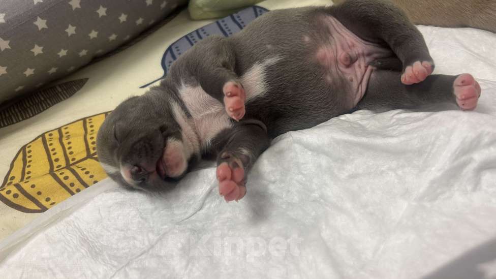 Собаки в Ельце: Щенки АСТ Девочка, 55 000 руб. - фото 5