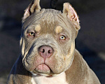 Собаки в Москве: Американский булли подрощеный щенок Мальчик, 100 000 руб. - фото 4