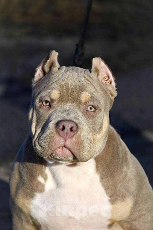 Собаки в Москве: Американский булли подрощеный щенок Мальчик, 100 000 руб. - фото 4