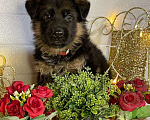 Собаки в Ейске: щенки Немецкой овчарки Девочка, Бесплатно - фото 1
