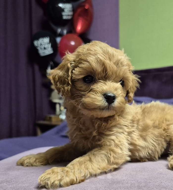 Собаки в Москве: Рыжая девочка мальтипу Девочка, 100 000 руб. - фото 1