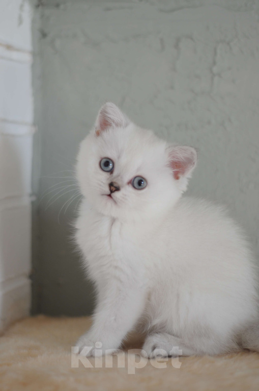 Кошки в Бахчисарае: Шотландский котенок Мальчик, 55 000 руб. - фото 1