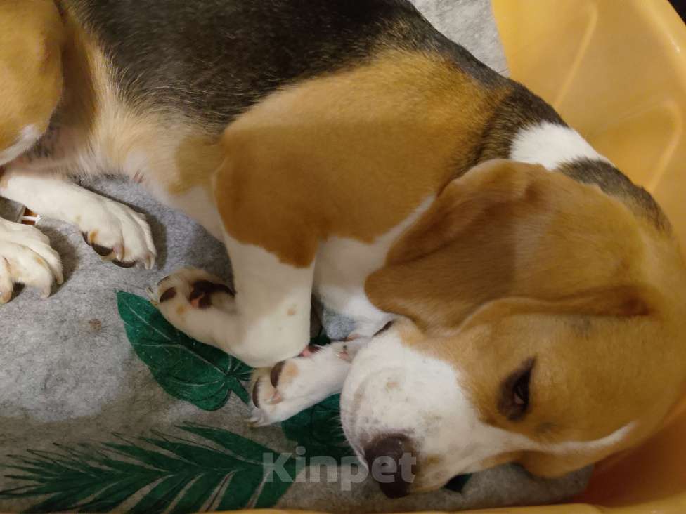 Собаки в Екатеринбурге: Бигль 1 год 3 мес девочка Девочка, 35 000 руб. - фото 2