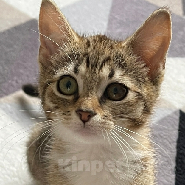 Кошки в Санкт-Петербурге: Котёнок в добрые руки Девочка, Бесплатно - фото 2