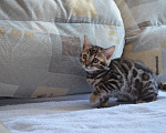 Кошки в Москве: Бенгальская девочка с родословной (в наличии) Девочка, 50 000 руб. - фото 2