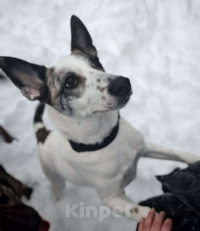 Собаки в Москве: Спасите Бэль от приюта! Девочка, Бесплатно - фото 1