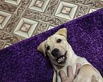 Собаки в Волгограде: СРОЧНО! Продам щенка лабрадора, 7 месяцев, поводок, шлейка, миски+подставка, лежанка и т.д. Мальчик, 10 000 руб. - фото 1