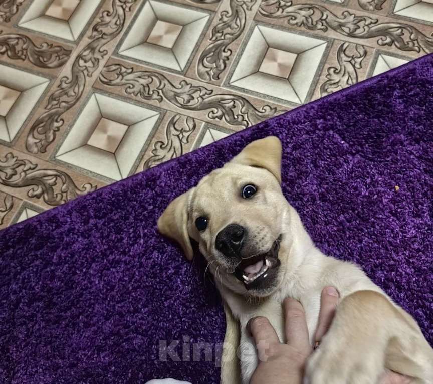 Собаки в Волгограде: СРОЧНО! Продам щенка лабрадора, 7 месяцев, поводок, шлейка, миски+подставка, лежанка и т.д. Мальчик, 10 000 руб. - фото 1