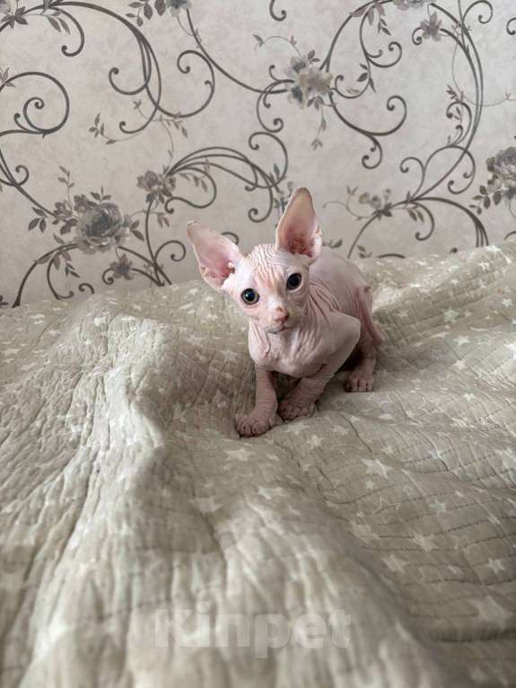 Кошки в Люберцах: Продам котенка Мальчик, 10 000 руб. - фото 2