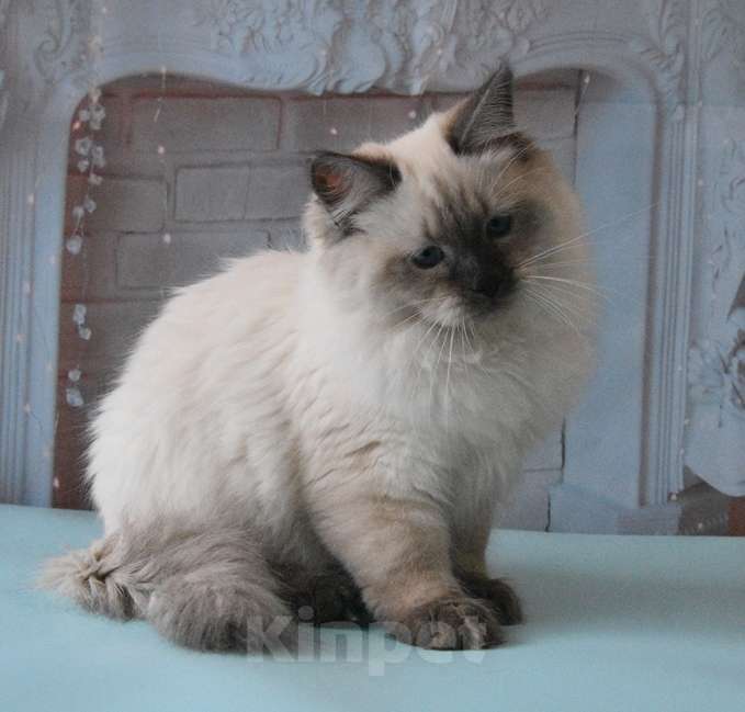 Кошки в Москве: Синеглазый Невский принц Мальчик, Бесплатно - фото 8