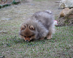 Собаки в Москве: Шпиц Мальчик, 25 000 руб. - фото 2