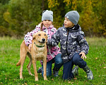 Собаки в Москве: Молодой мальчик в добрые руки Мальчик, Бесплатно - фото 3
