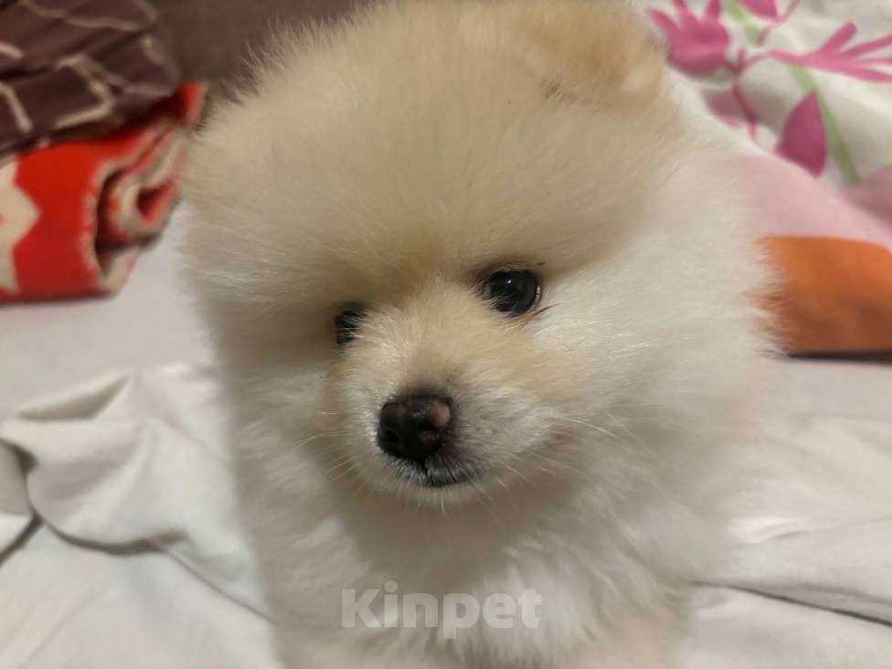 Собаки в Воронеже: Померанский шпиц мини белый Мальчик, 20 000 руб. - фото 2