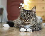 Кошки в Москве: кошка Марыся ищет дом Девочка, Бесплатно - фото 8